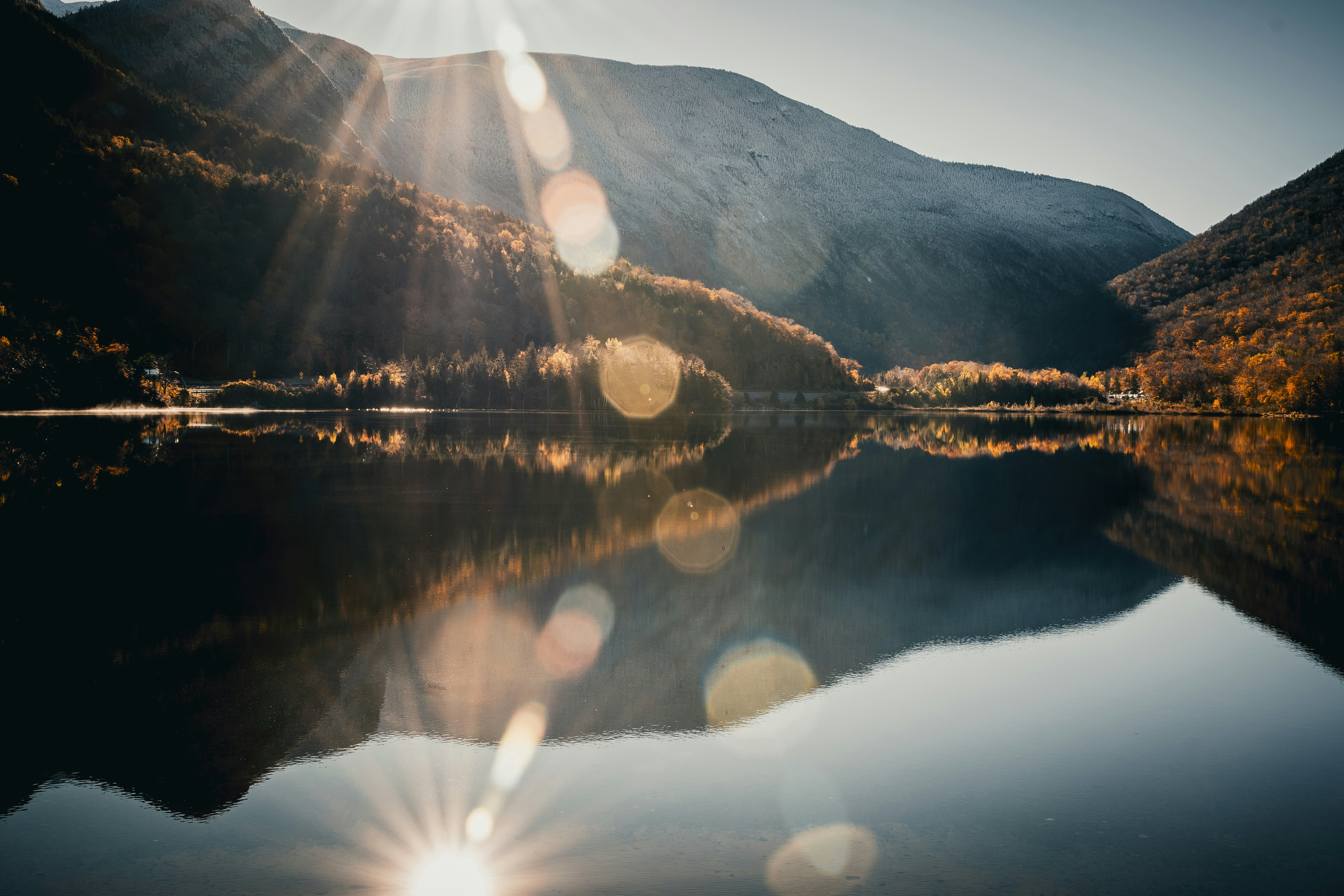 Natural botanical ingredients on a worn wooden surface in warm light