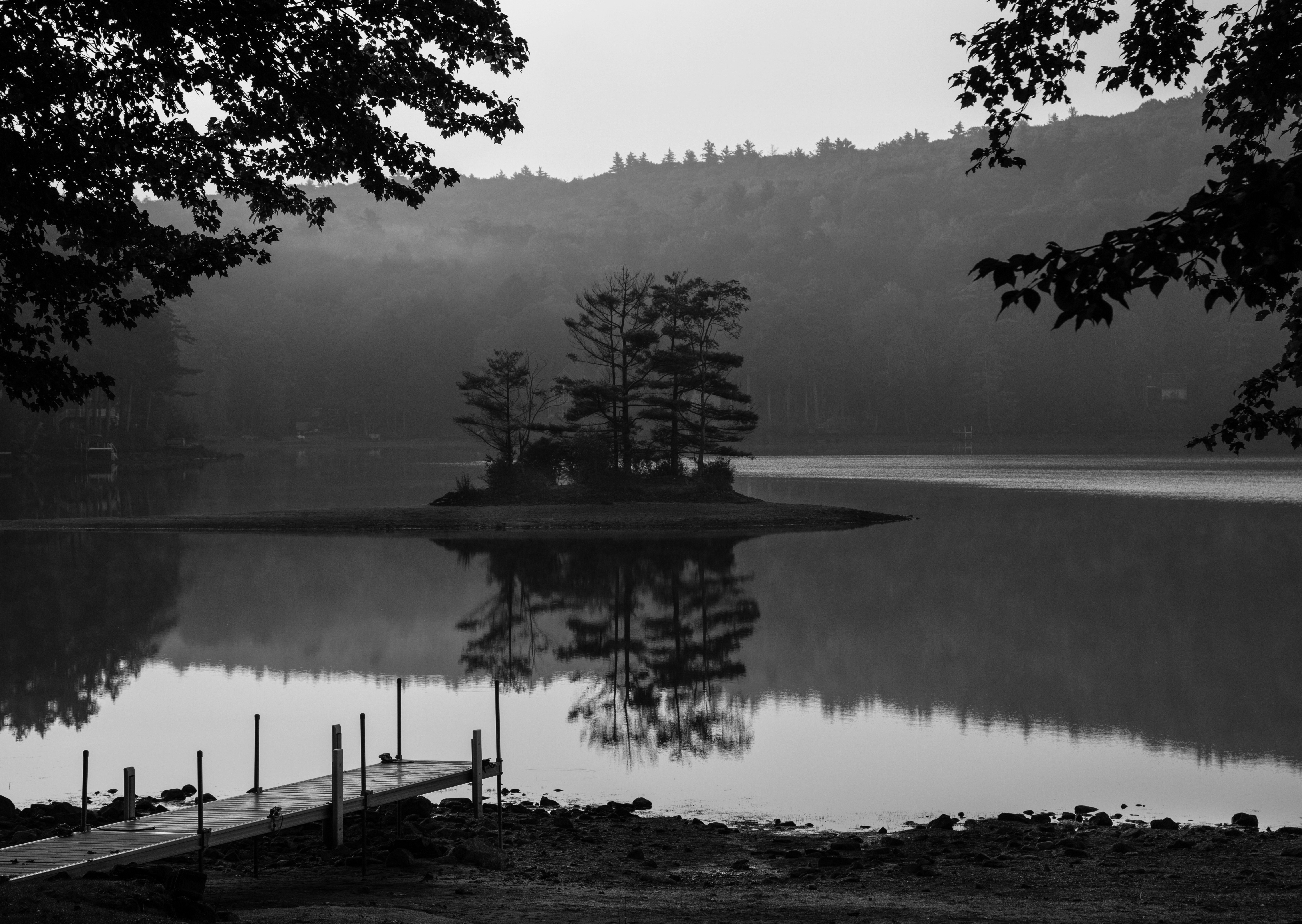 Soft morning light filtering through New Hampshire forest foliage
